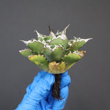 【DRAGON AGAVE】アガベ 精品 狂刺夕映 EC1151