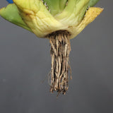 【DRAGON AGAVE】アガベ 精品 狂刺夕映 EC1151