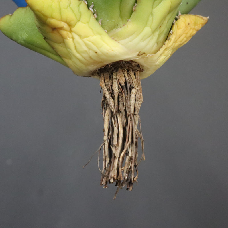 【DRAGON AGAVE】アガベ 精品 狂刺夕映 EC1151