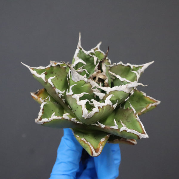 【DRAGON AGAVE】アガベ 精品 狂刺夕映 EC1151