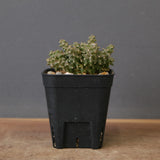 E.プラニセプス06