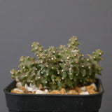 E.プラニセプス06