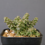 E.プラニセプス06