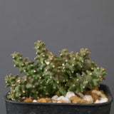 E.プラニセプス06