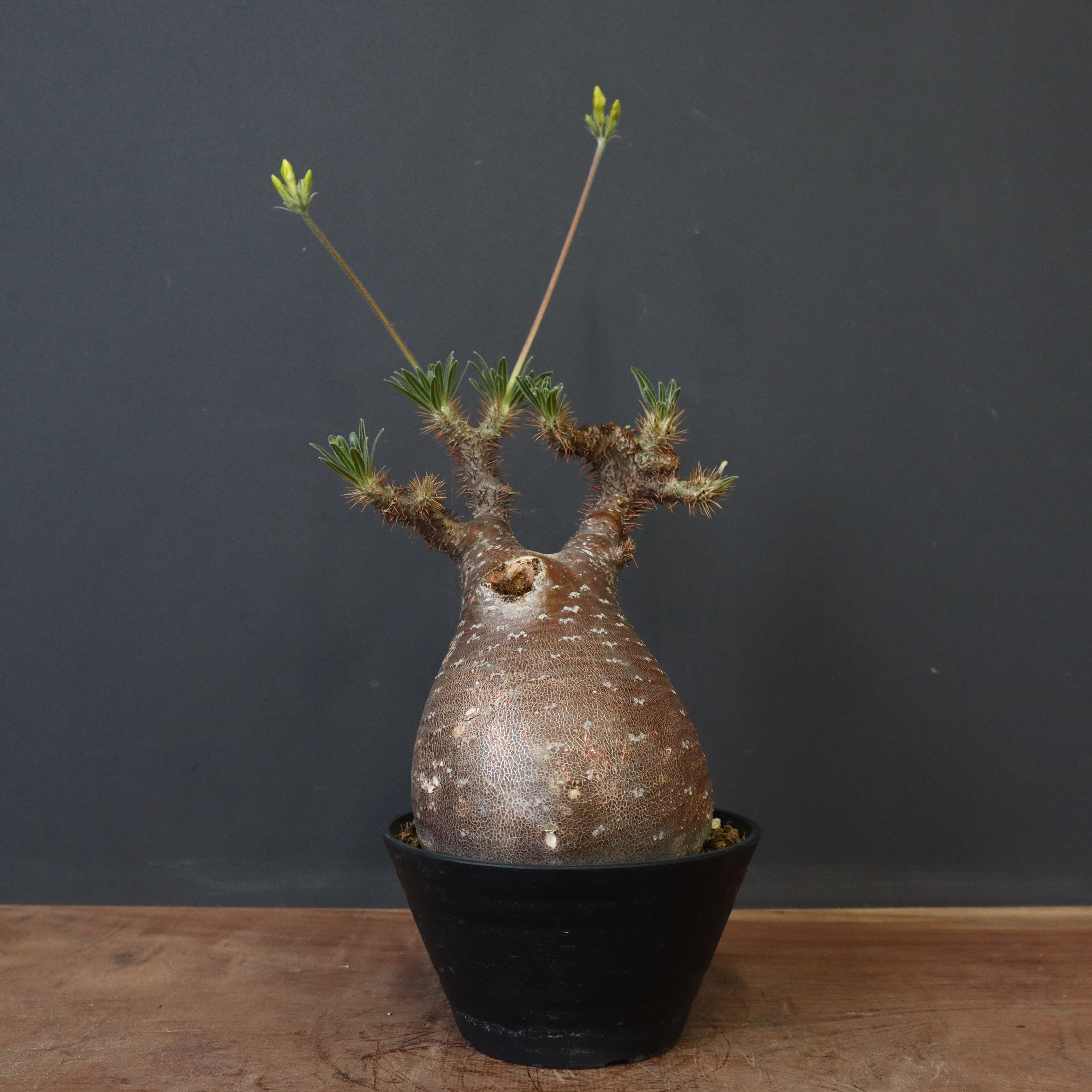新入荷情報】グラキリス多数＆パキプスも！希少塊根植物が入荷