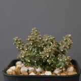 E.プラニセプス06