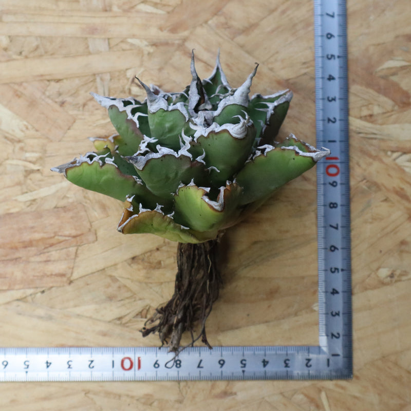 【DRAGON AGAVE】アガベ 精品 狂刺夕映 EC1153