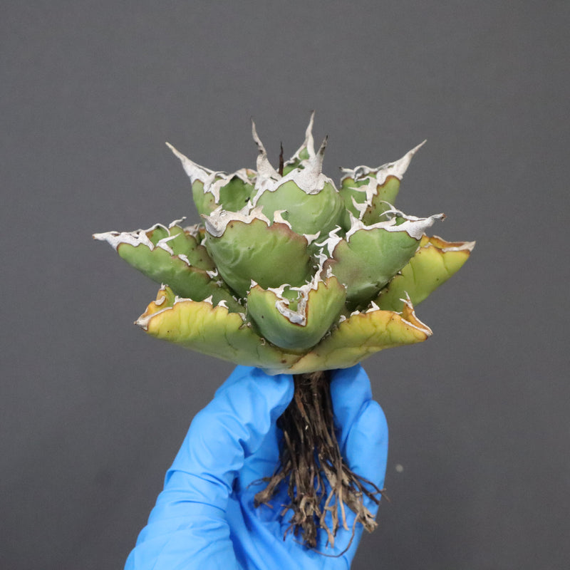 【DRAGON AGAVE】アガベ 精品 狂刺夕映 EC1153