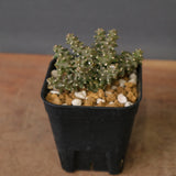 E.プラニセプス06