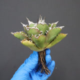 【DRAGON AGAVE】アガベ 精品 狂刺夕映 EC1153