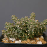 E.プラニセプス06