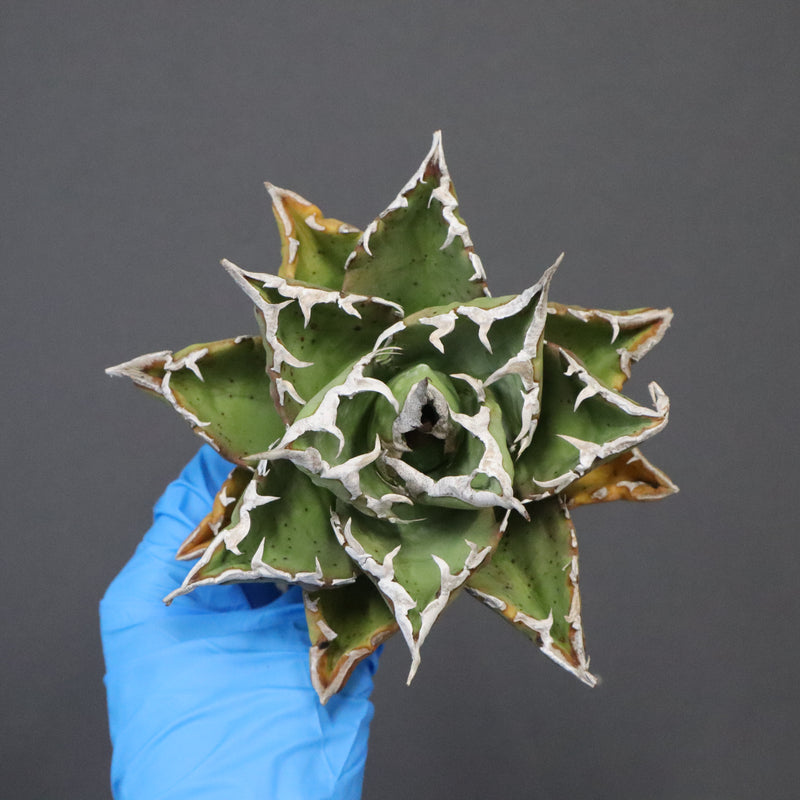 【DRAGON AGAVE】アガベ 精品 狂刺夕映 EC1153