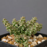 E.プラニセプス06