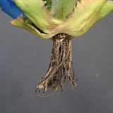 【DRAGON AGAVE】アガベ 精品 狂刺夕映 EC1153