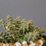 E.プラニセプス06