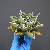 【DRAGON AGAVE】アガベ 精品 狂刺夕映 EC1153