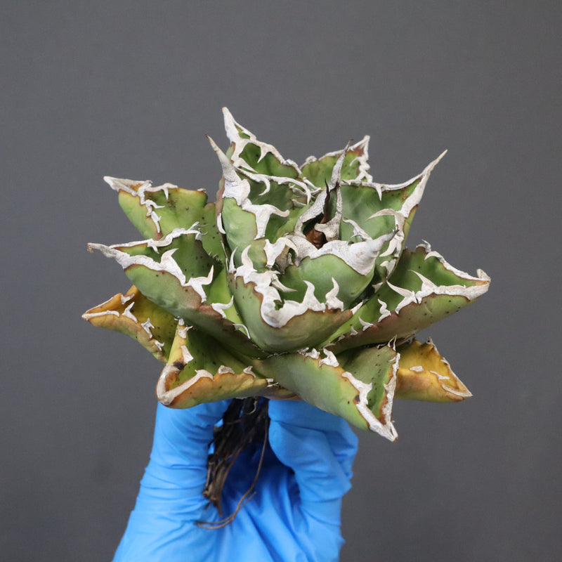 【DRAGON AGAVE】アガベ 精品 狂刺夕映 EC1153