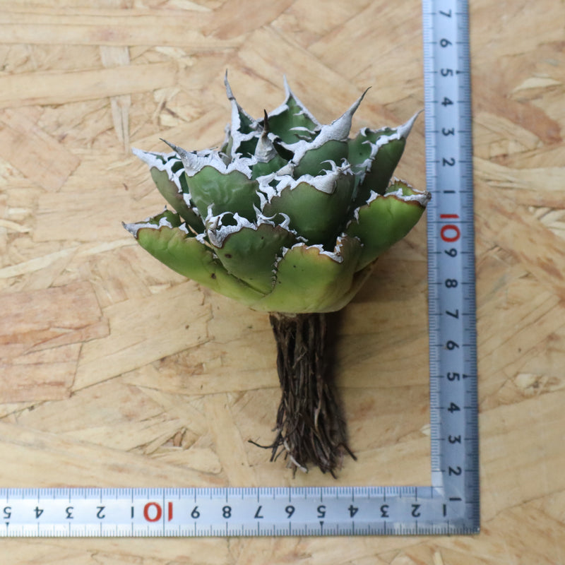 【DRAGON AGAVE】アガベ 精品 狂刺夕映 EC1150