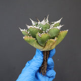 【DRAGON AGAVE】アガベ 精品 狂刺夕映 EC1150