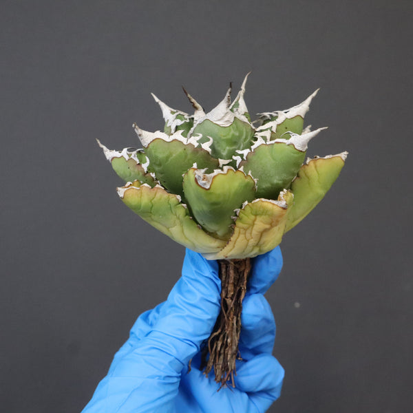 【DRAGON AGAVE】アガベ 精品 狂刺夕映 EC1150