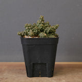 E.プラニセプス07