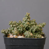 E.プラニセプス07