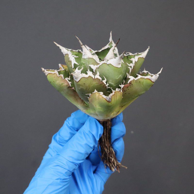 【DRAGON AGAVE】アガベ 精品 狂刺夕映 EC1150