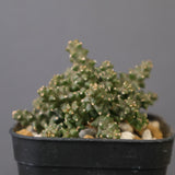 E.プラニセプス07