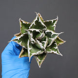 【DRAGON AGAVE】アガベ 精品 狂刺夕映 EC1150