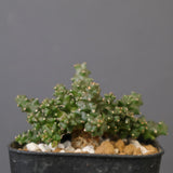 E.プラニセプス07