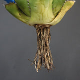 【DRAGON AGAVE】アガベ 精品 狂刺夕映 EC1150