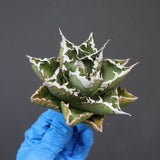 【DRAGON AGAVE】アガベ 精品 狂刺夕映 EC1150