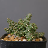 E.プラニセプス07