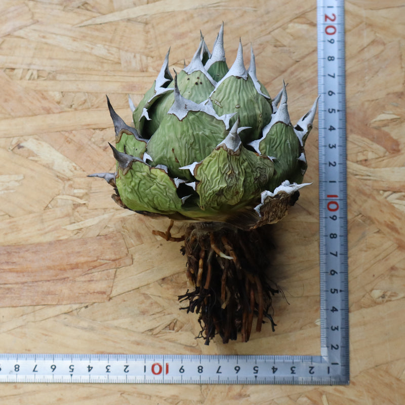 【DRAGON AGAVE】アガベ 極品 老熊姫厳龍 EC1164