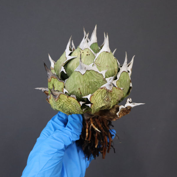 【DRAGON AGAVE】アガベ 極品 老熊姫厳龍 EC1164