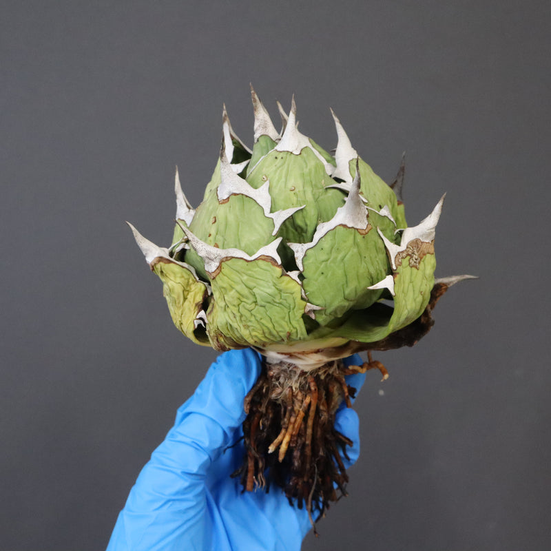 【DRAGON AGAVE】アガベ 極品 老熊姫厳龍 EC1164