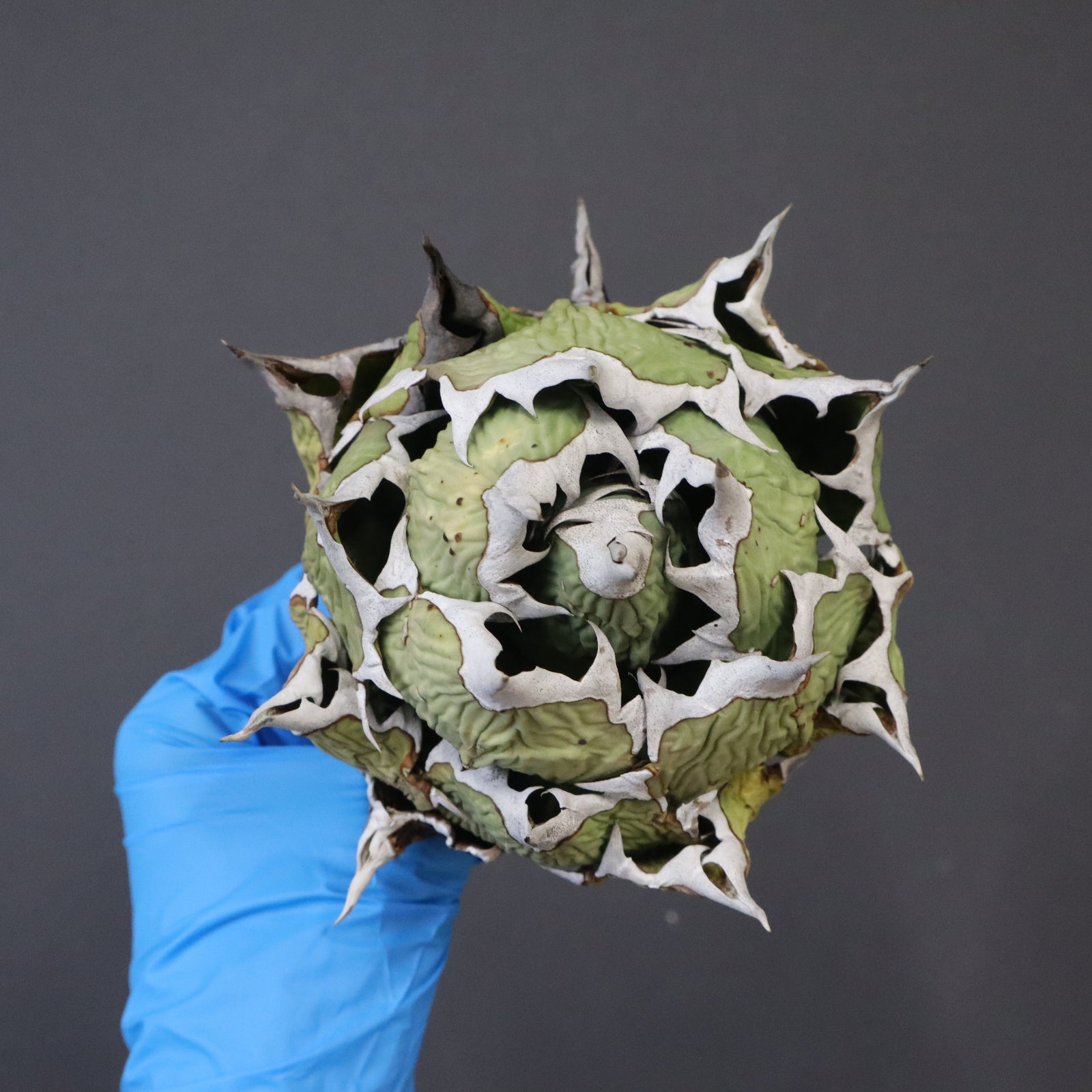 DRAGON AGAVE】アガベ 極品 老熊姫厳龍 EC1164 – TaiShoDo ONLINE SHOP