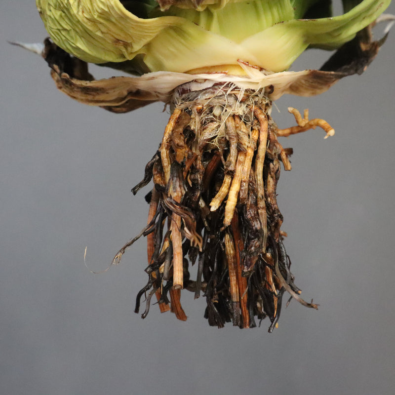 【DRAGON AGAVE】アガベ 極品 老熊姫厳龍 EC1164