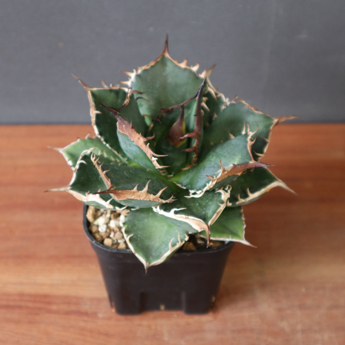 Dragon Agave – TaiShoDo ONLINE SHOP