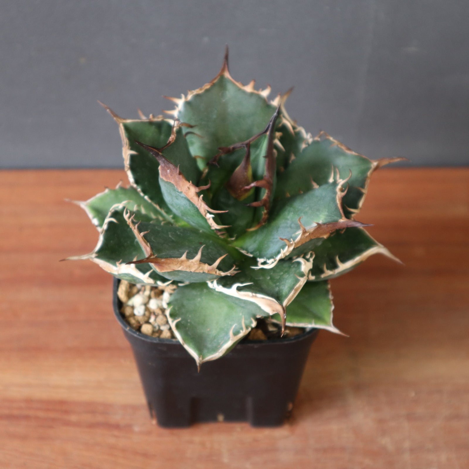 DRAGON AGAVE】アガベ 精品 緑犀牛 EC1439 – TaiShoDo ONLINE SHOP