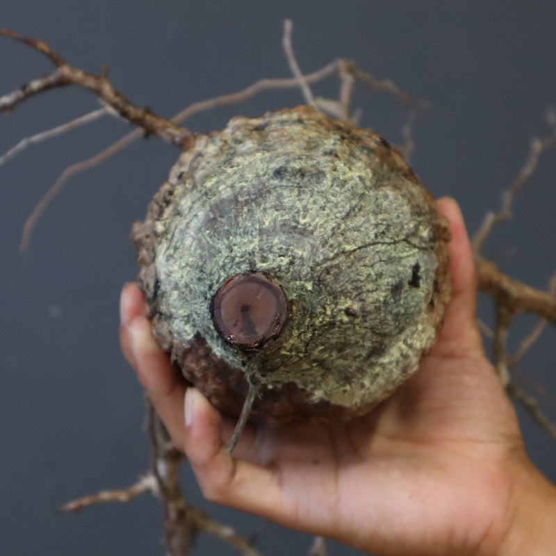 TK　パキプス　ベアルート TK パキプス ベアルート ベアルート】O.パキプス 32 – TaiShoDo