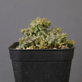 E.プラニセプス10