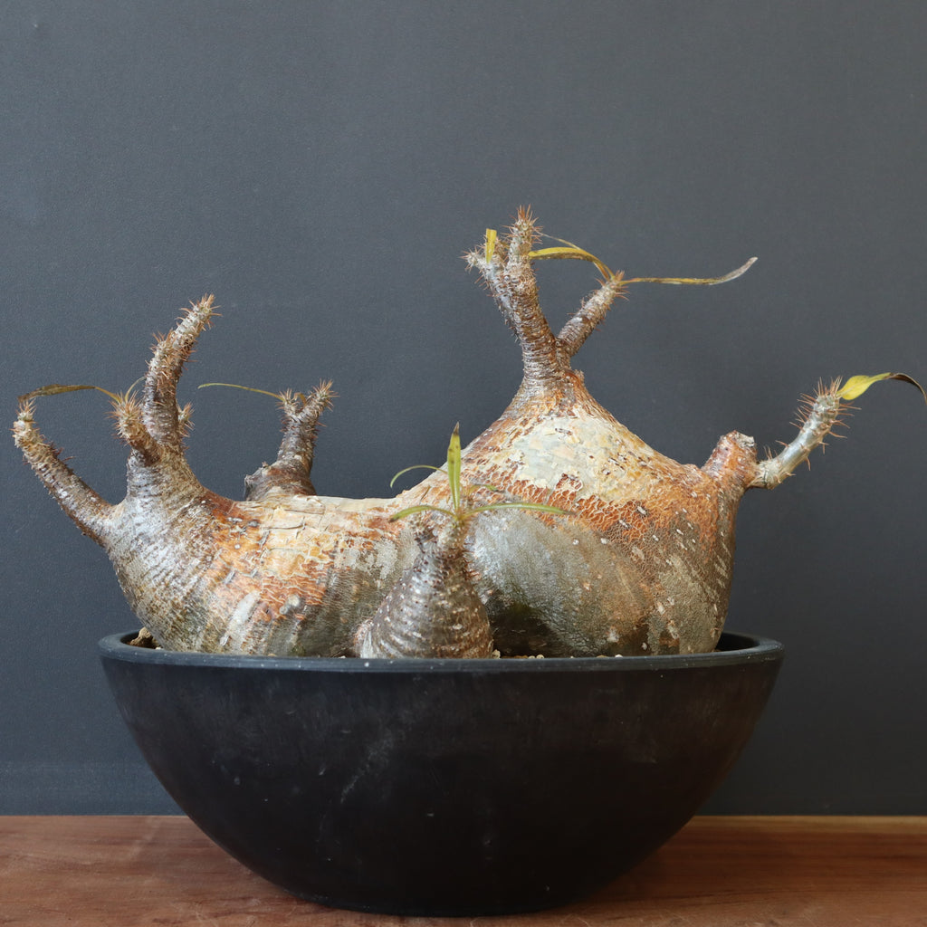 P.グラキリス 1257 – TaiShoDo ONLINE SHOP