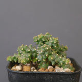 E.プラニセプス10