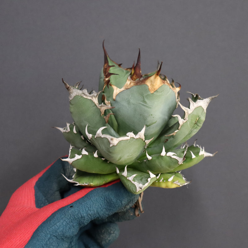 【ベアルート】アガベ 姫厳龍 EC288