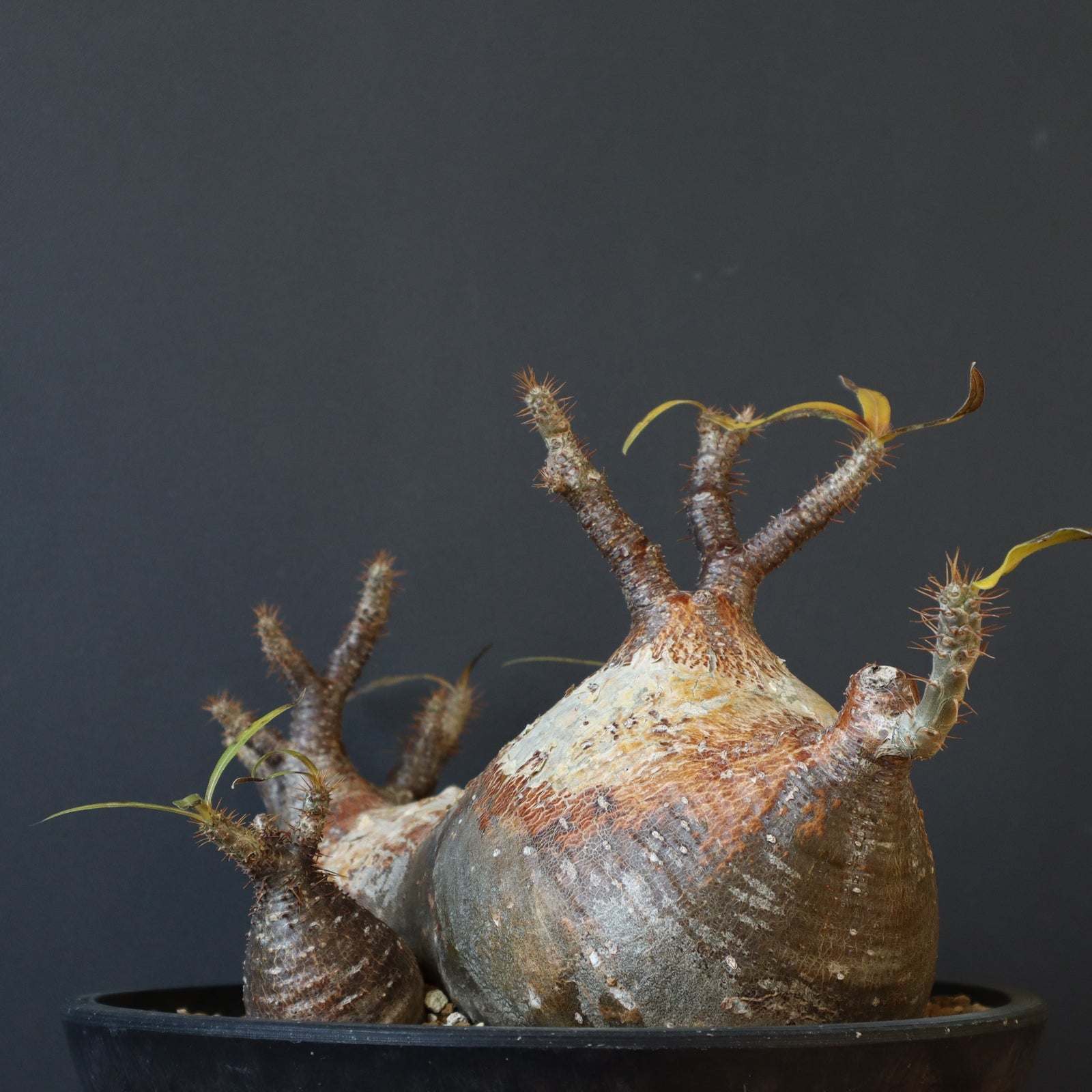 アツ　グラキリス P.グラキリス 1257 – TaiShoDo ONLINE SHOP