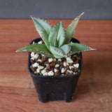 【DRAGON AGAVE】アガベ 聖火 EC2817