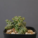 E.プラニセプス10