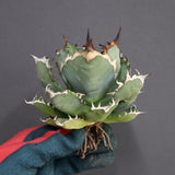 【ベアルート】アガベ 姫厳龍 EC288