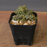 E.プラニセプス10